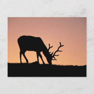 Elk Rocky Mountains National Park, Colorado Briefkaart