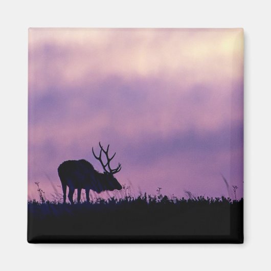 Elk Silhouette bij Sunset Magnet Magneet (Voorkant)
