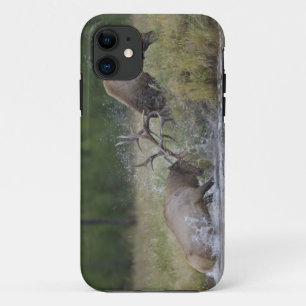 Elk stieren vechten, Yellowstone NP, Wyoming iPhone 11 Hoesje
