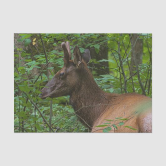 Elk-weefselpapier Tissuepapier (Voorkant)