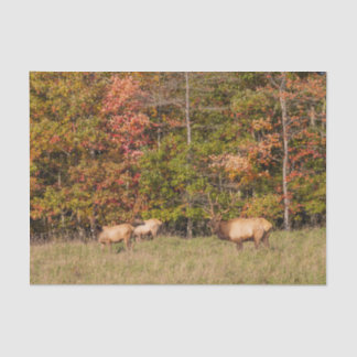 Elk-weefselpapier Tissuepapier