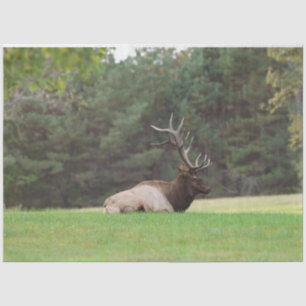 Elk-weefselpapier Tissuepapier