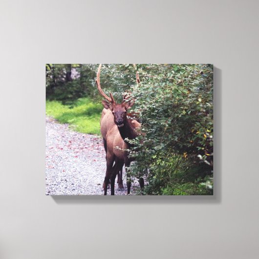Elk Wrapped Canvas Afdruk (Voorkant)