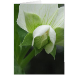 Elke keer dat er een Floral Macro-fotografie plaat