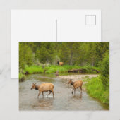 Elks door de Colorado Briefkaart (Voorkant / Achterkant)