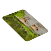 Elks door de Colorado Magneet (Rechterzijde)