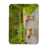 Elks door de Colorado Magneet (Verticaal)