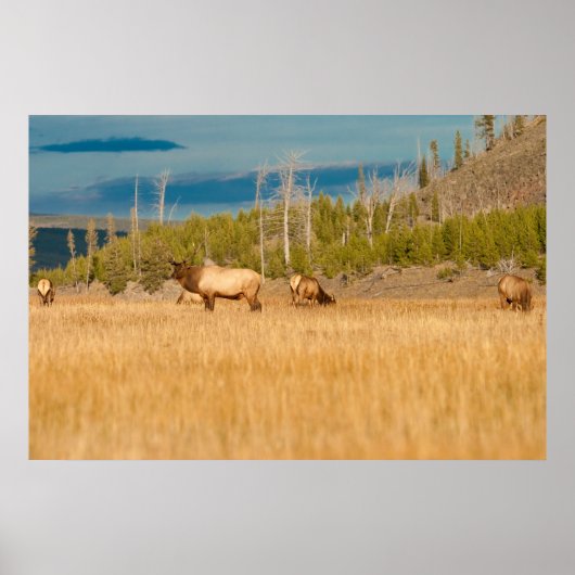 Elks Poster (Voorkant)