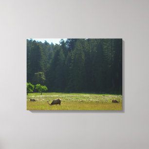 Elkweide in Redwood National Park Canvas Afdruk