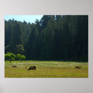 Elkweide in Redwood National Park Poster