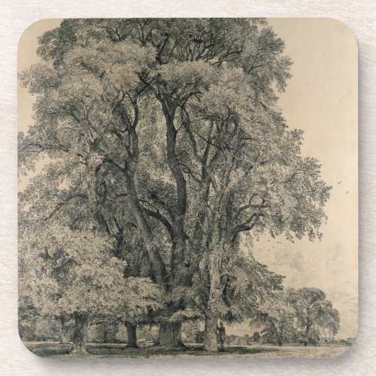 Elm-bomen in Old Hall Park, East Bergholt, 1817 (p Bier Onderzetter (Voorkant)