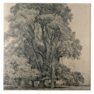 Elm-bomen in Old Hall Park, East Bergholt, 1817 (p Tegeltje