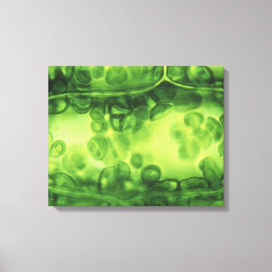 Elodea Plant cellen Canvas Afdruk (Voorkant)