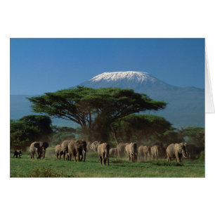 Elphants du Mont Kilimandjaro