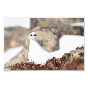 Elusive Ptarmigan Foto Afdruk