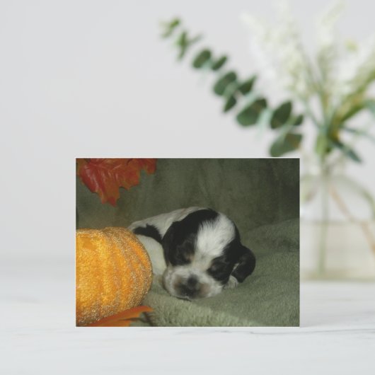 ELVIS, Blue roan &tan american cocker spaniel pup Briefkaart (Staand voorkant)