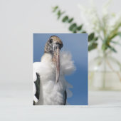 Elvis - La Carte Postale De La Bouche De Bois (Debout devant)