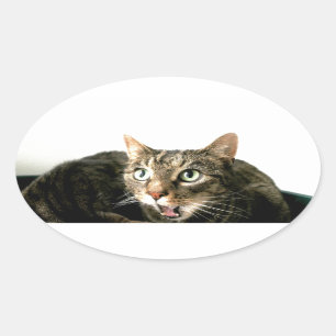 Elvis Ovale Sticker