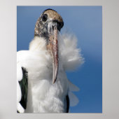 Elvis - Wood Stork Poster (Voorkant)