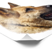 Elzatians Duits herderportret Foto Afdruk (Hoek)