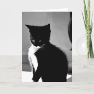 Embarrassed Kitten Belated Birthday Card Kaart
