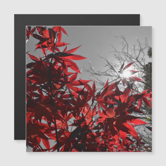 Embers of Autumn Magnetic Card (Voorkant / Achterkant)