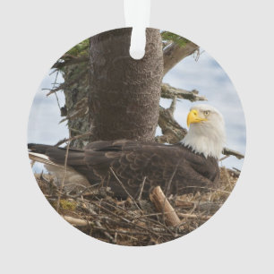 Emboîtement Eagle chauve