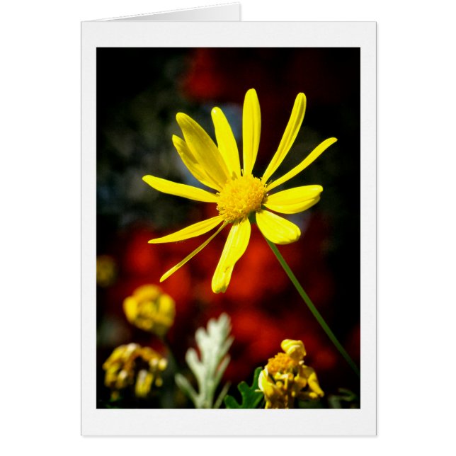 Embrassé par le soleil (Devant)