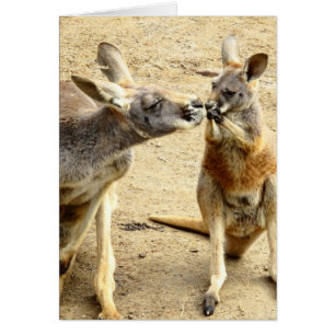 Embrasser Kangaroos
