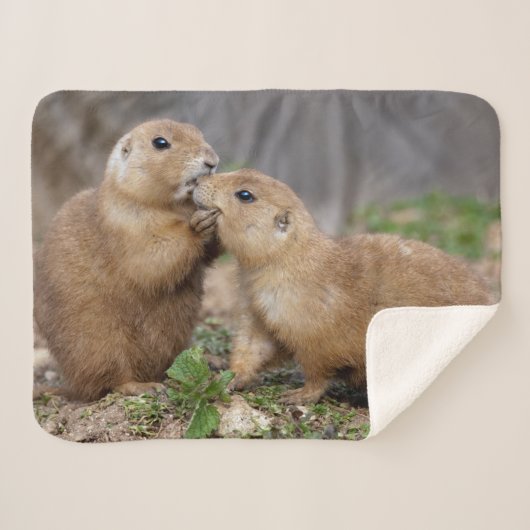 Embrassez-moi couverture rapide de Sherpa (Devant (Horizontal))