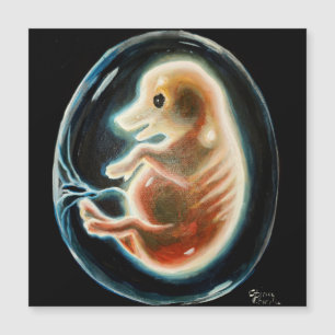 Embryo van varkens