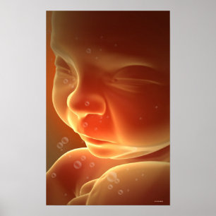 Embryonische ontwikkeling 4 poster