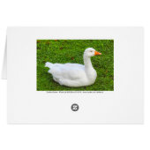 Emden Goose (Dos Horizontal)