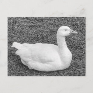 Emden Goose, Roath Park Lake, Cardiff, Wales B&W Briefkaart