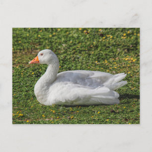 Emden Goose, Roath Park Lake, Cardiff, Wales. Briefkaart