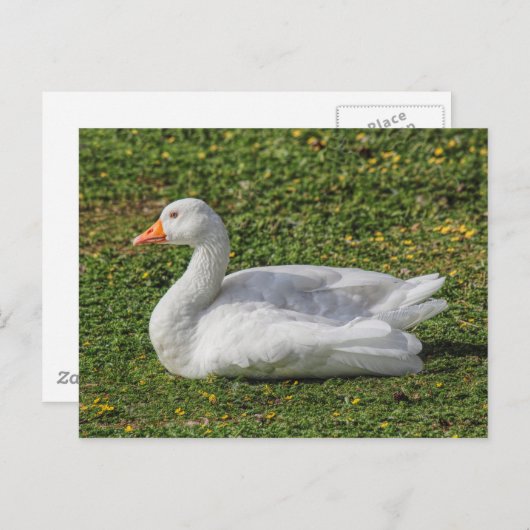 Emden Goose, Roath Park Lake, Cardiff, Wales. Briefkaart (Voorkant / Achterkant)