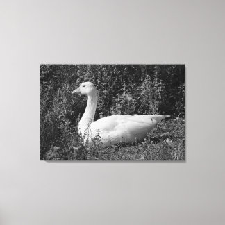 Emder gans canvas afdruk