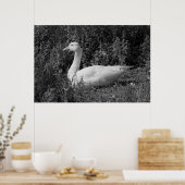 Emder gans poster (Keuken)