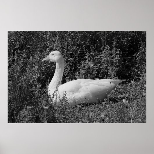 Emder gans poster (Voorkant)