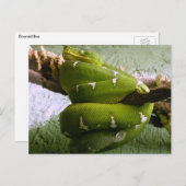 Emerald Boa Briefkaart (Voorkant / Achterkant)