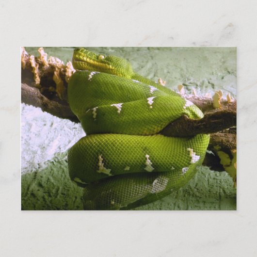 Emerald Boa Briefkaart (Voorkant)