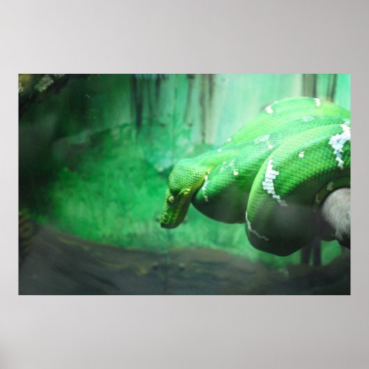 Emerald Boa Poster (Voorkant)