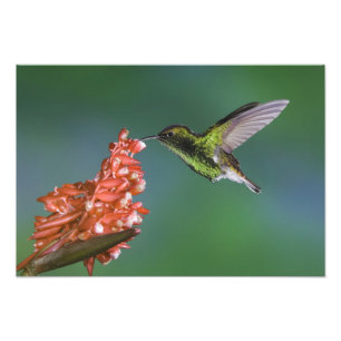 Emerald, Elvira cupreiceps, met koppen, Foto Afdruk