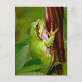 Emerald Embrace Briefkaart (Voorkant)