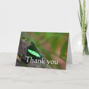 Emerald Swallowtail merci