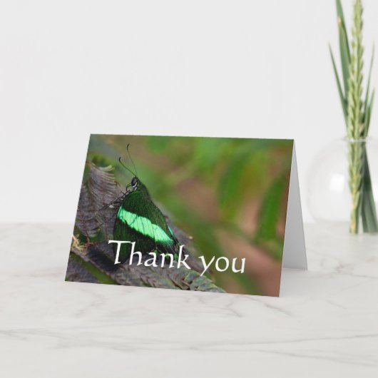 Emerald Swallowtail merci (Devant)