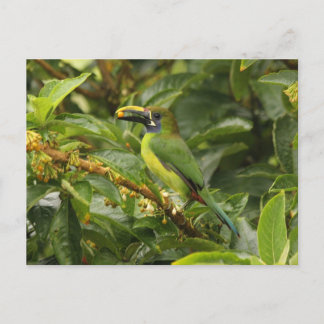 Emerald Toucanet Briefkaart