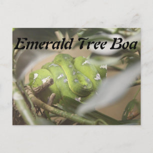 Emerald Tree Boa # 1 Briefkaart
