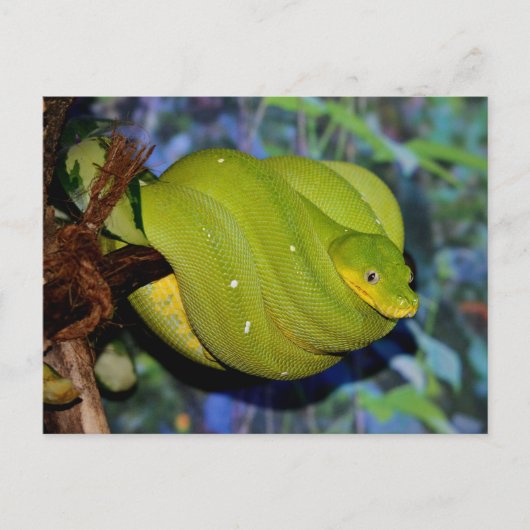 Emerald Tree Boa Snake Briefkaart (Voorkant)