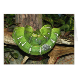 Emerald Tree Boa Snake Kaart